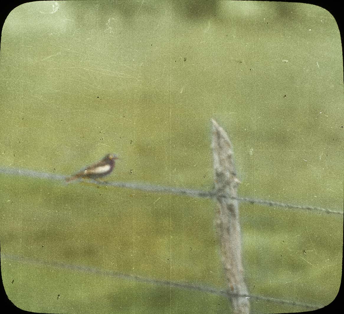 Lantern slide of a partial albino Blackbird perching on a fence wire