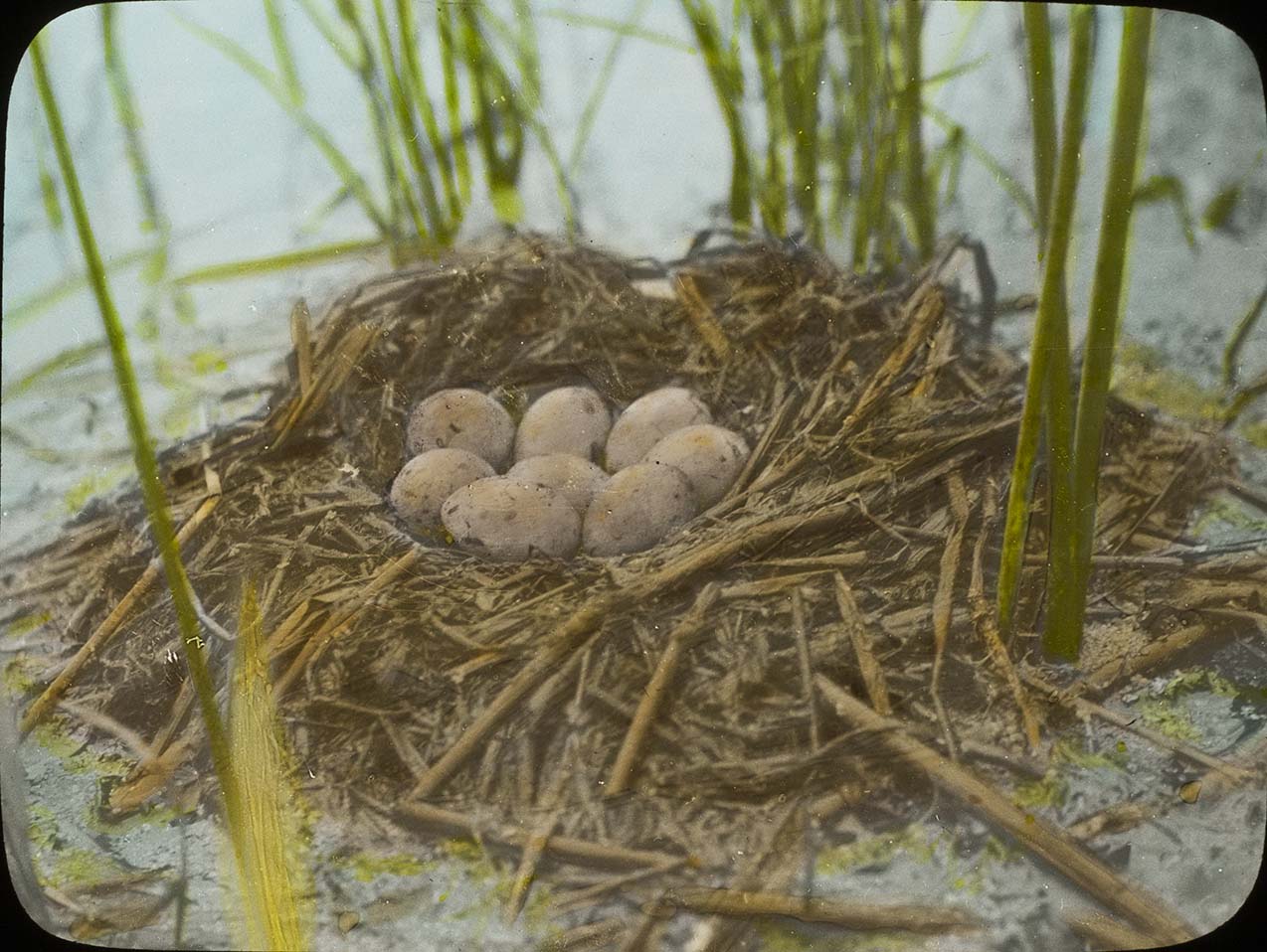 Lantern slide and photograph of eggs in an Eared Grebe nest