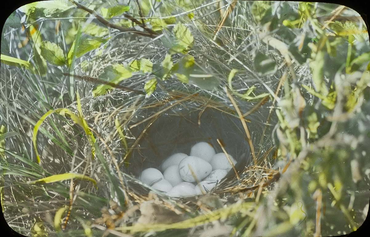 Lantern slide and photograph of eggs in a Bobwhite Quail nest