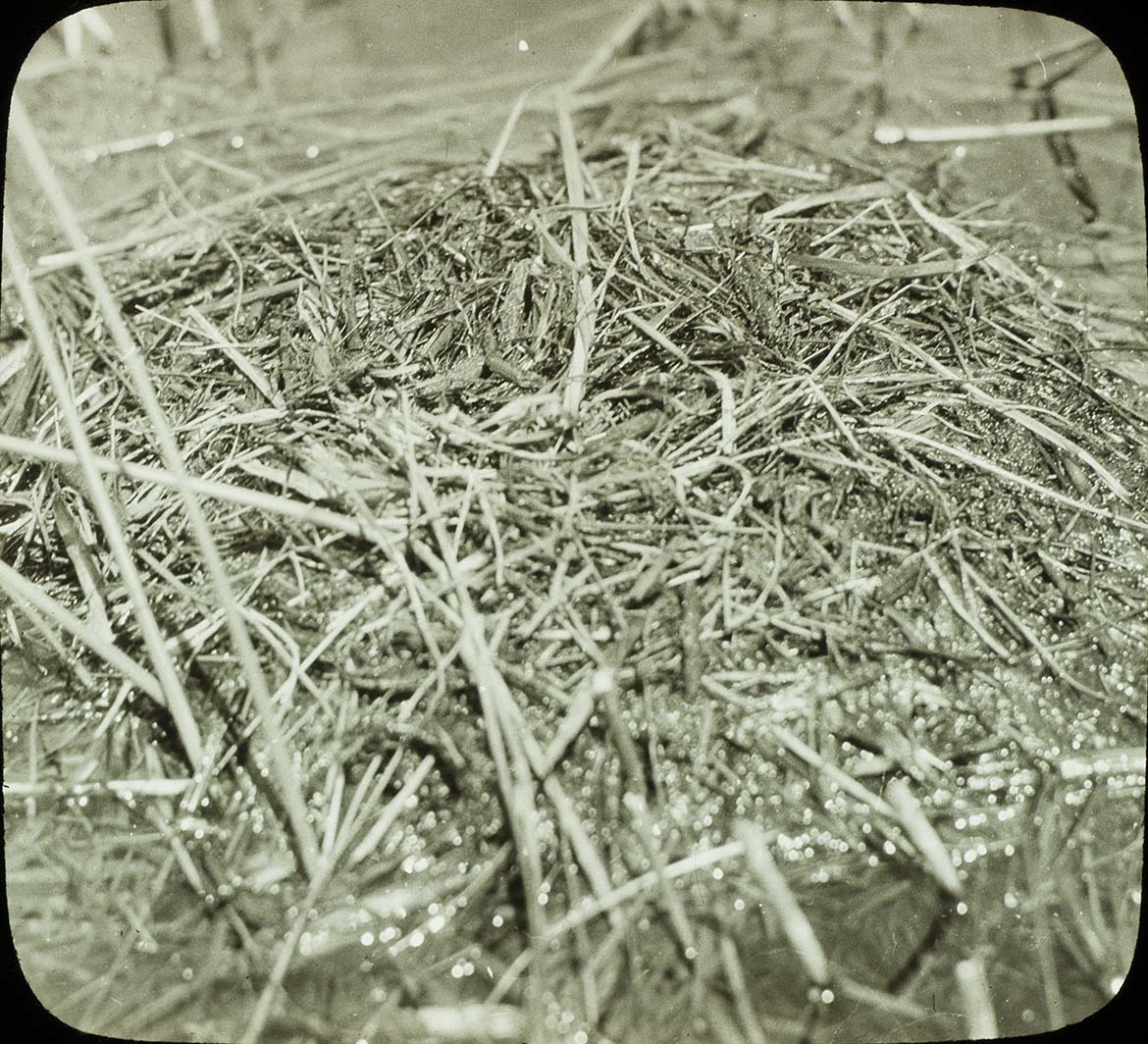 Lantern slide of a covered Pied-billed Grebe nest