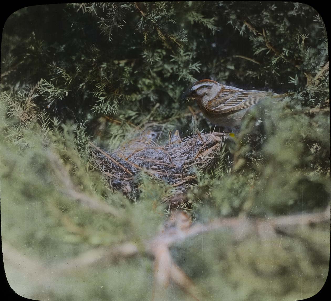 Lantern slide and photograph of a Chipping Sparrow at her nest