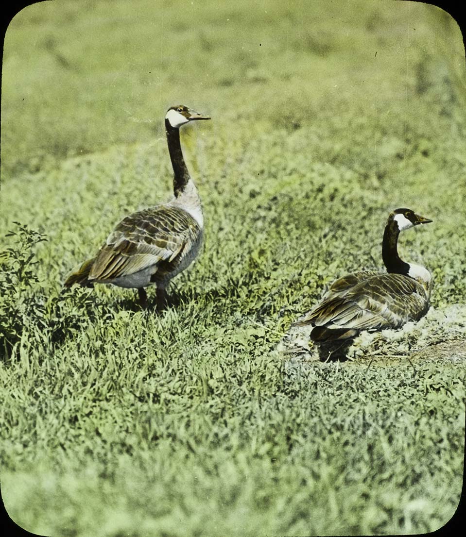 Lantern slide and photograph of a pair of nesting Canada Geese