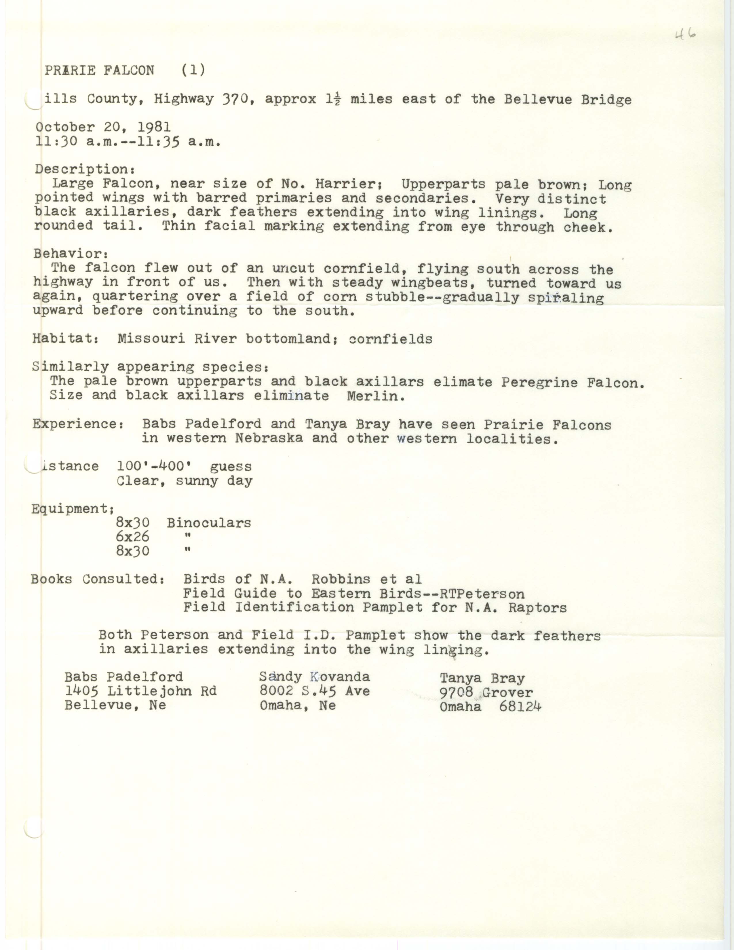 Rare bird documentation form for Prairie Falcon near the Bellevue Bridge, 1981