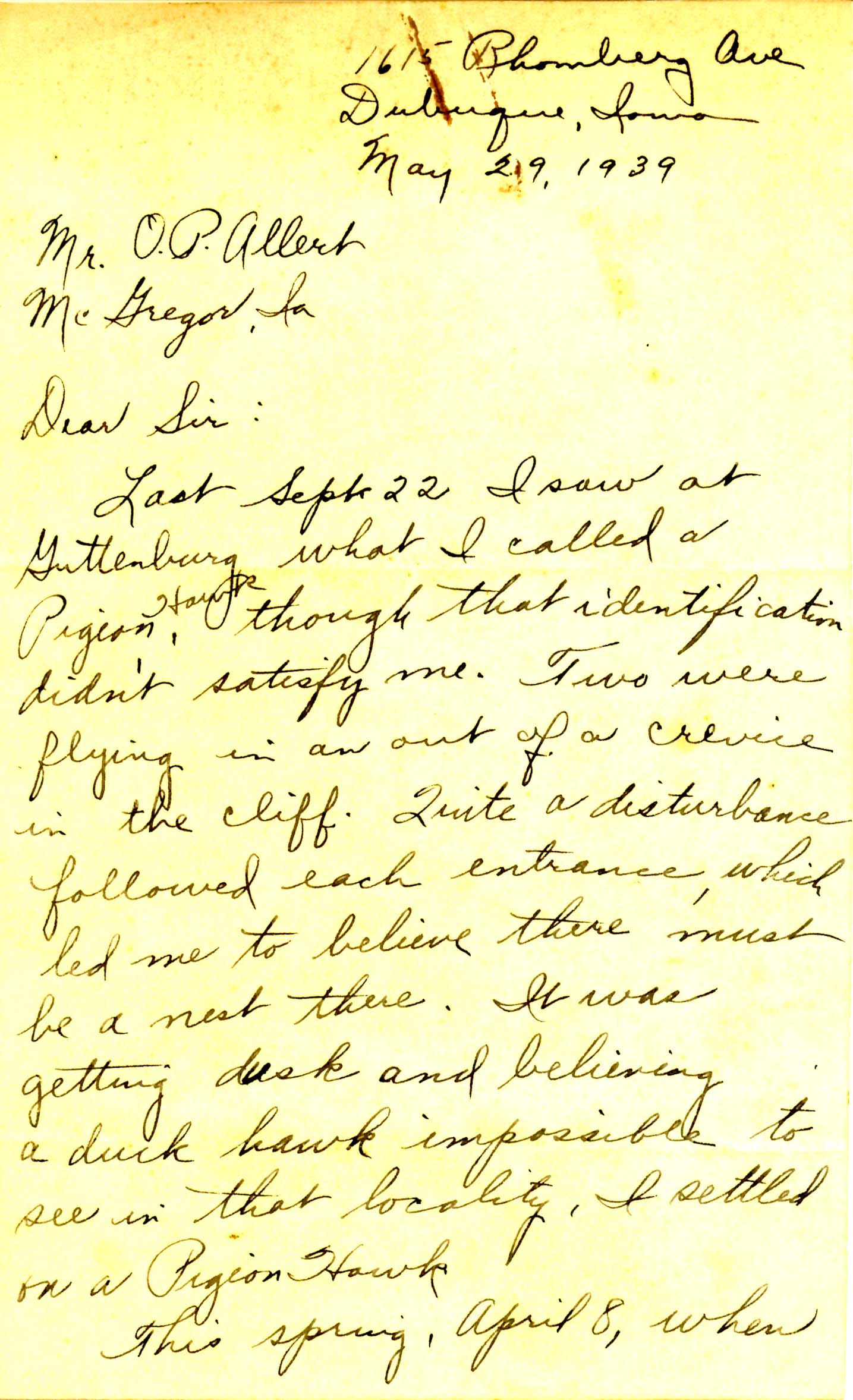 Margaret Kohlman letter to Oscar Allert regarding Peregrine Falcon sightings, May 29, 1939