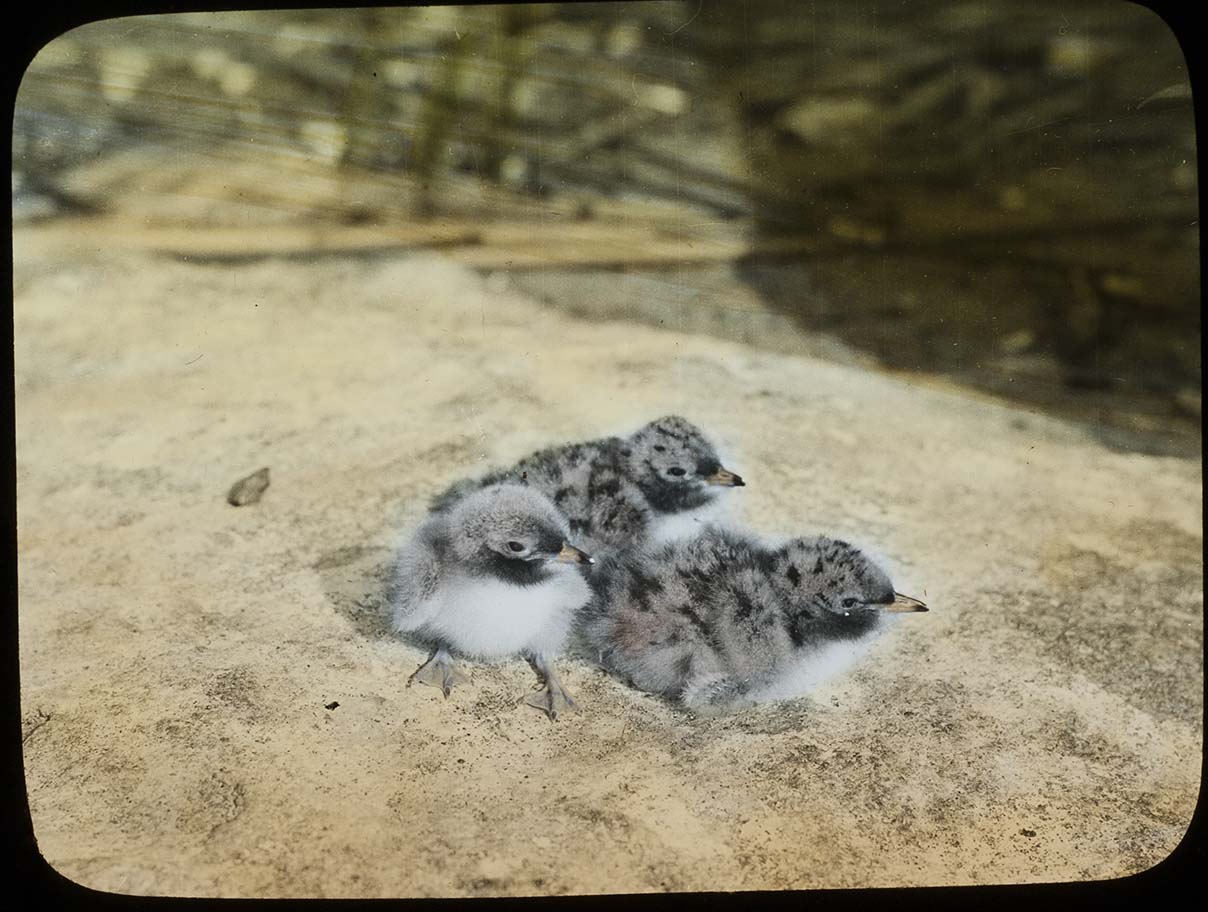 Lantern slide and photograph of three young Forster's Terns