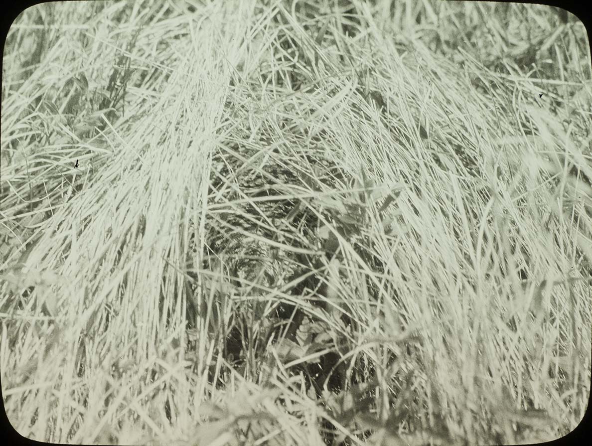 Lantern slide of a Sharp-tailed Grouse nest in grass