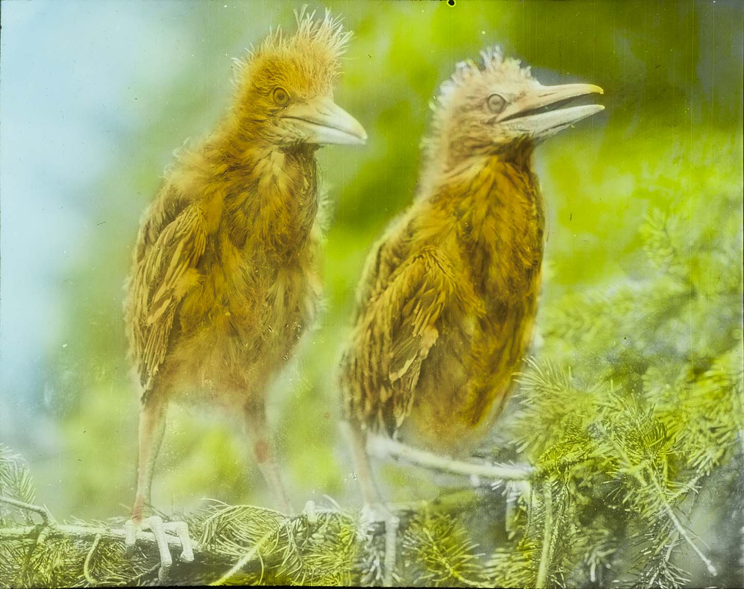 Lantern slide and photograph of two young Black-crowned Night Herons