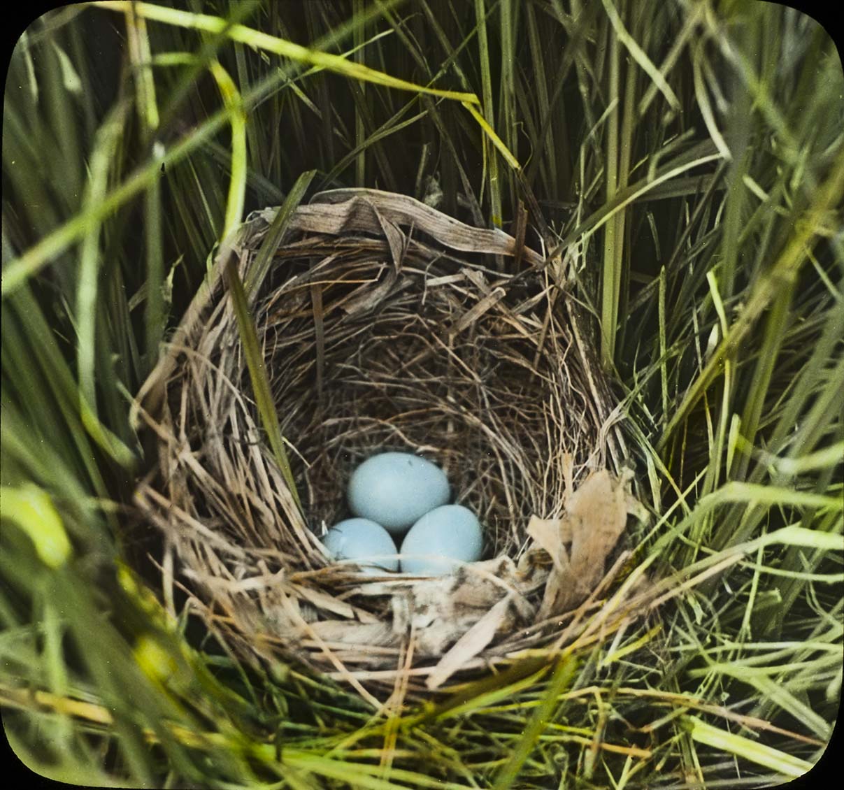 Lantern slide and photograph of eggs in a Dickcissel nest
