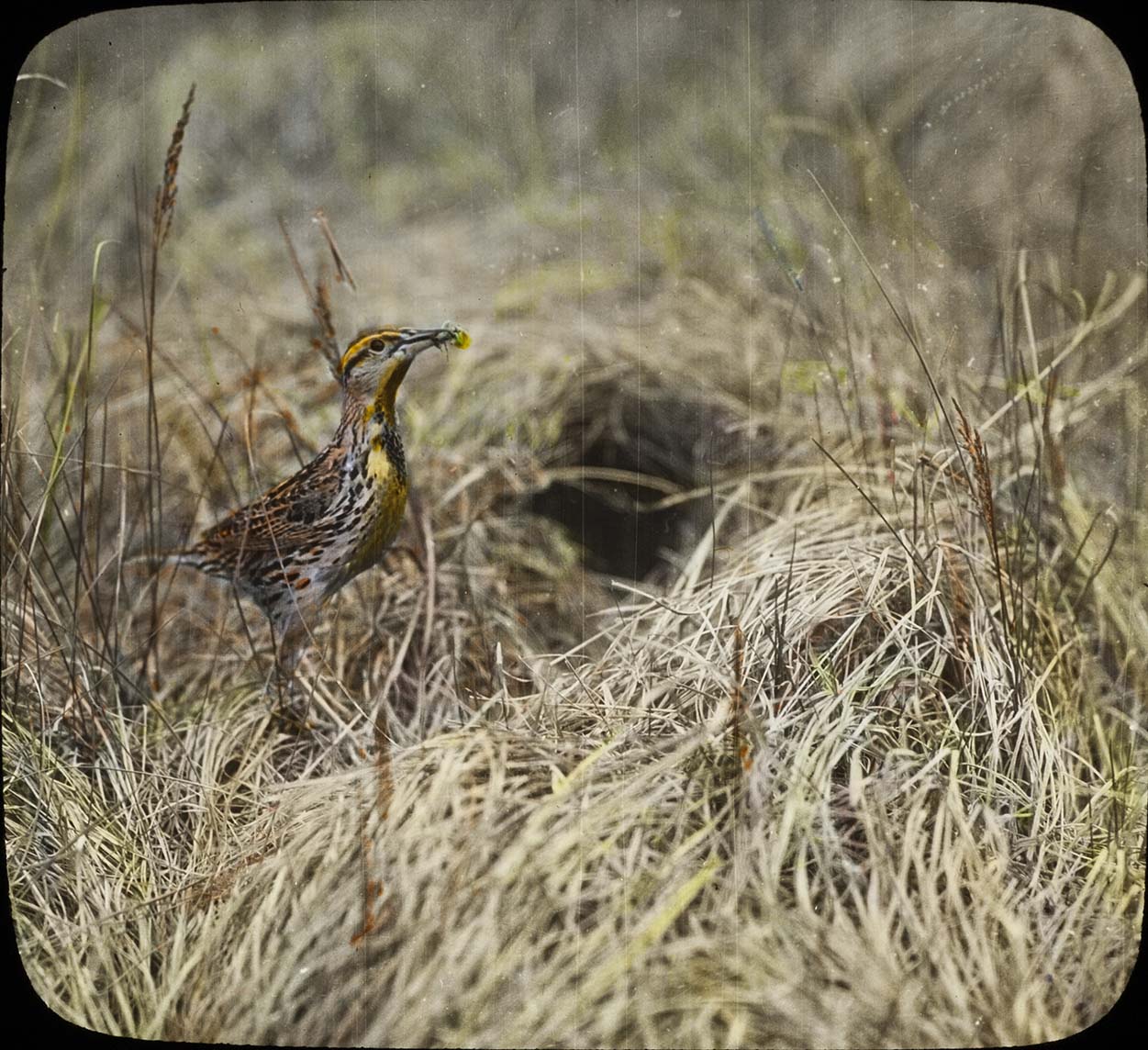 Lantern slide and photograph of a Meadowlark approaching a nest with food