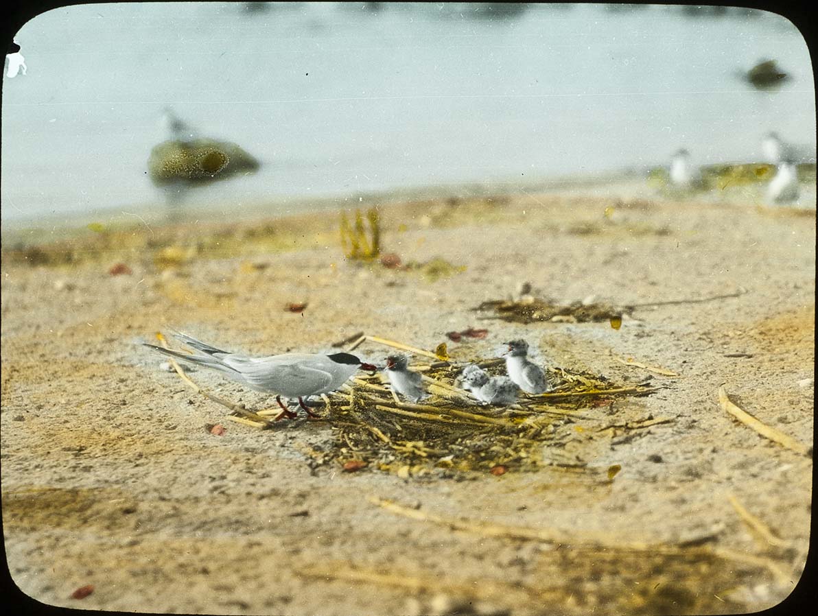 Lantern slide and photograph of a Forster's Tern feeding young at nest