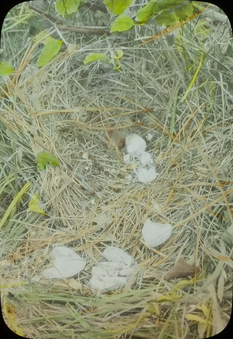 Lantern slide and photograph of hatched eggs at a Bobwhite Quail nest