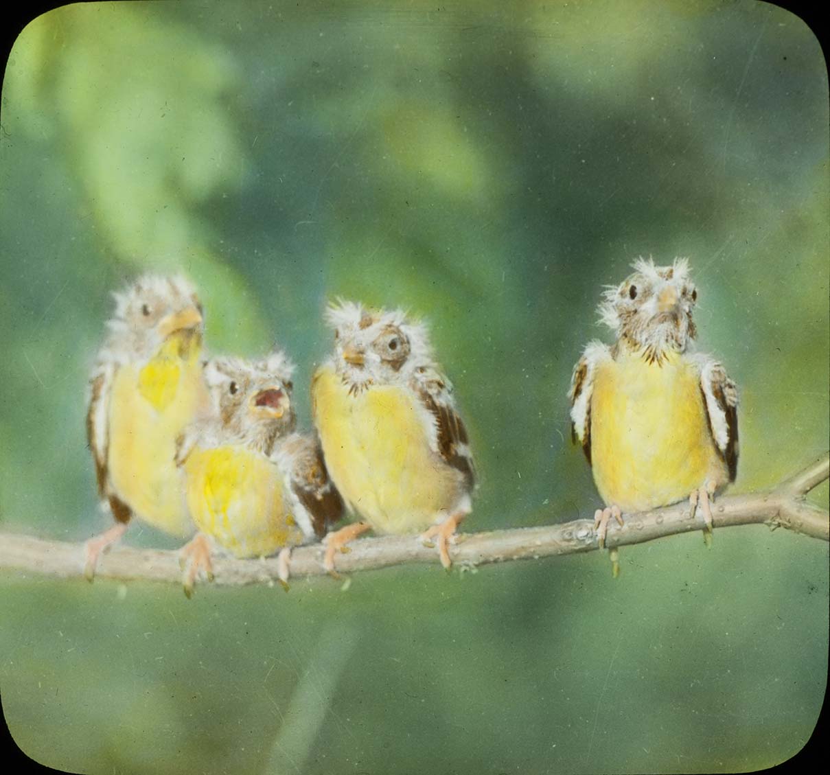 Lantern slide and photograph of four young Goldfinches perching on a branch