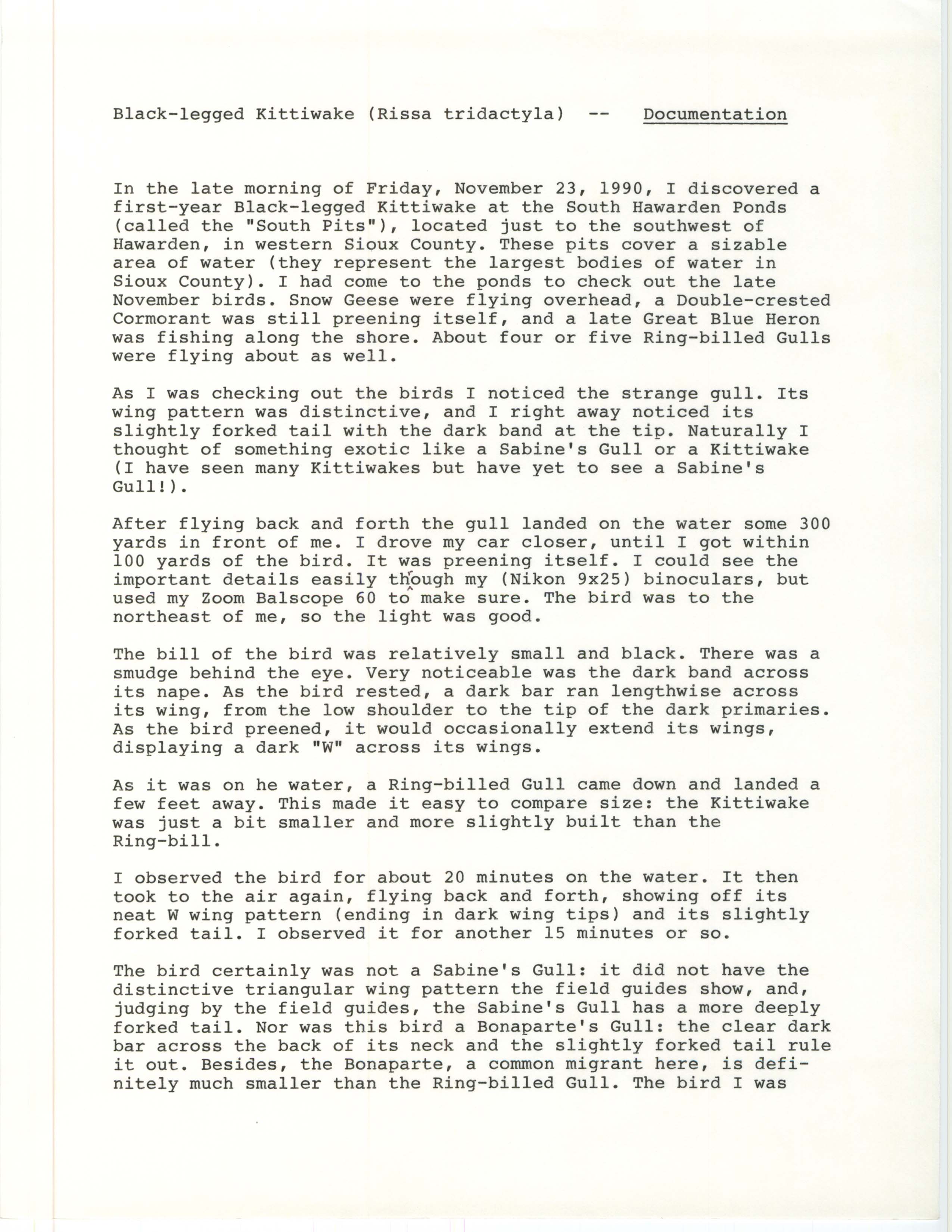 Black-legged Kittiwake (Rissa tridactyla) documentation, November 23, 1990