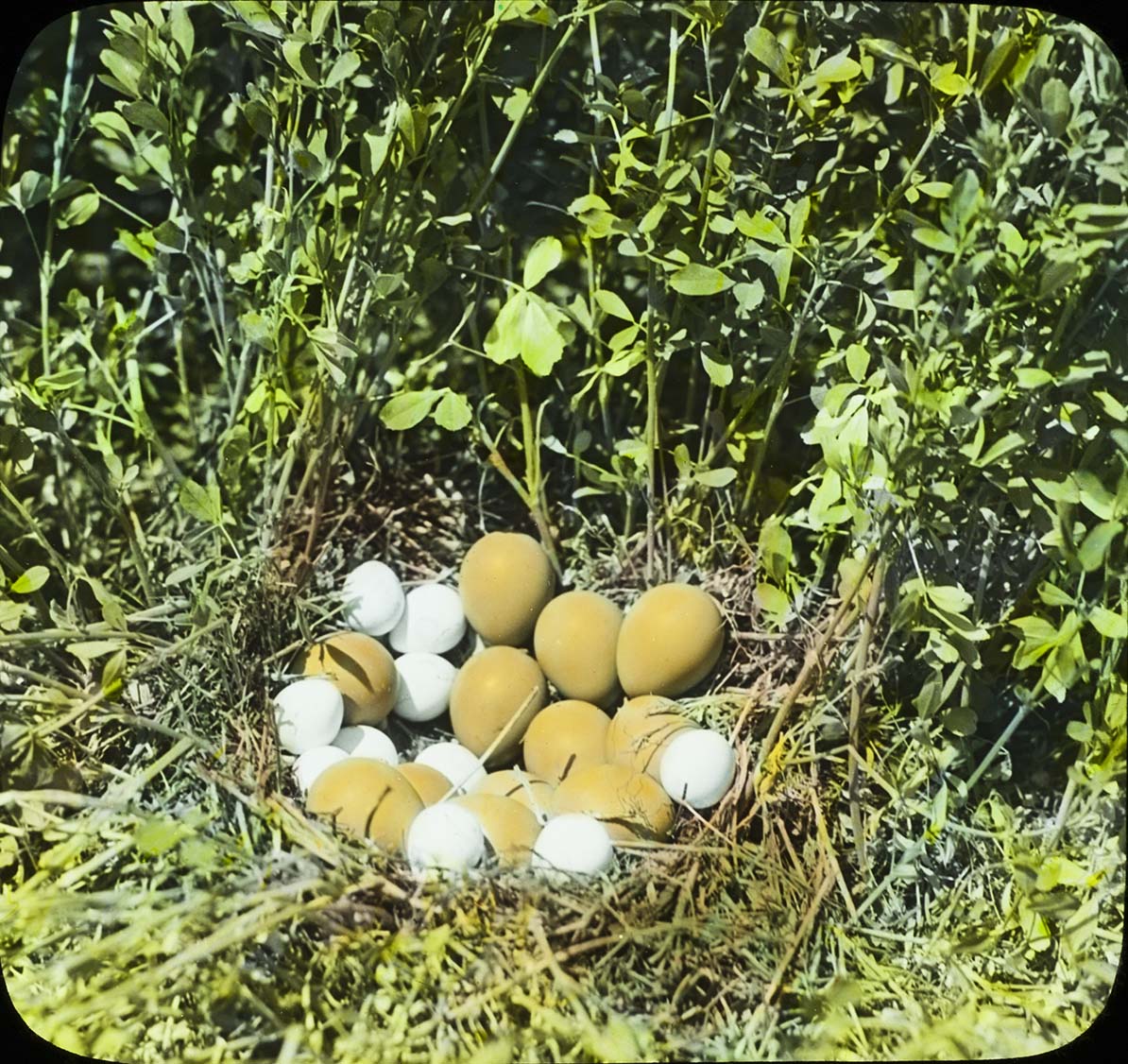 Lantern slide and photograph of Northern Bobwhite eggs and Pheasant eggs in a nest