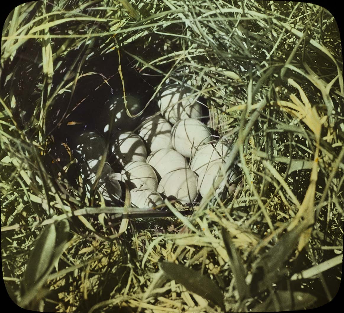 Lantern slide of eggs in a Prairie Chicken nest
