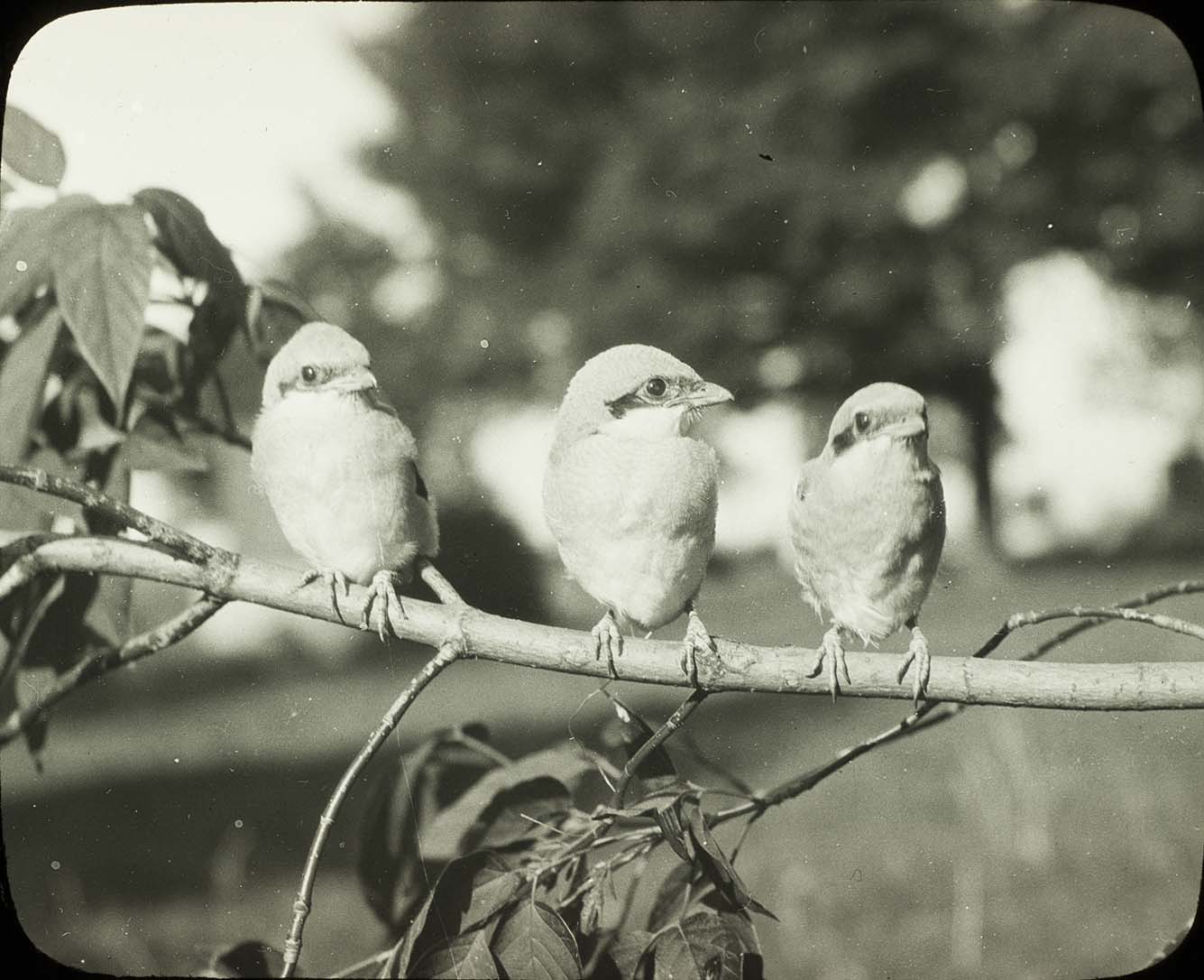 Lantern slide and photograph of three young Shrikes on a branch