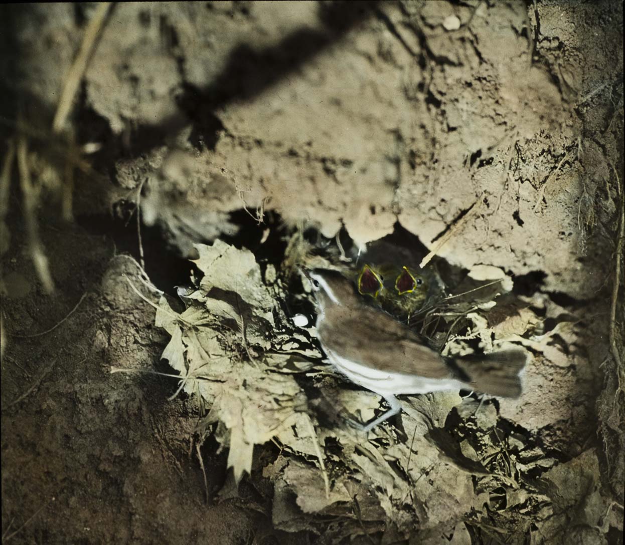 Lantern slide and photograph of a Louisiana Water Thrush at nest containing young