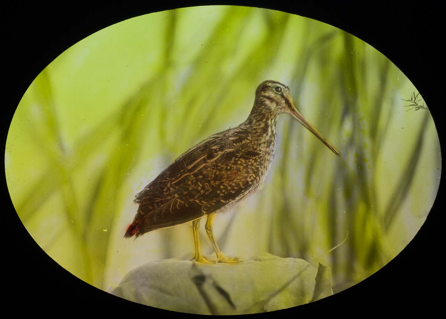 Lantern slide and photograph of a Wilson's Snipe