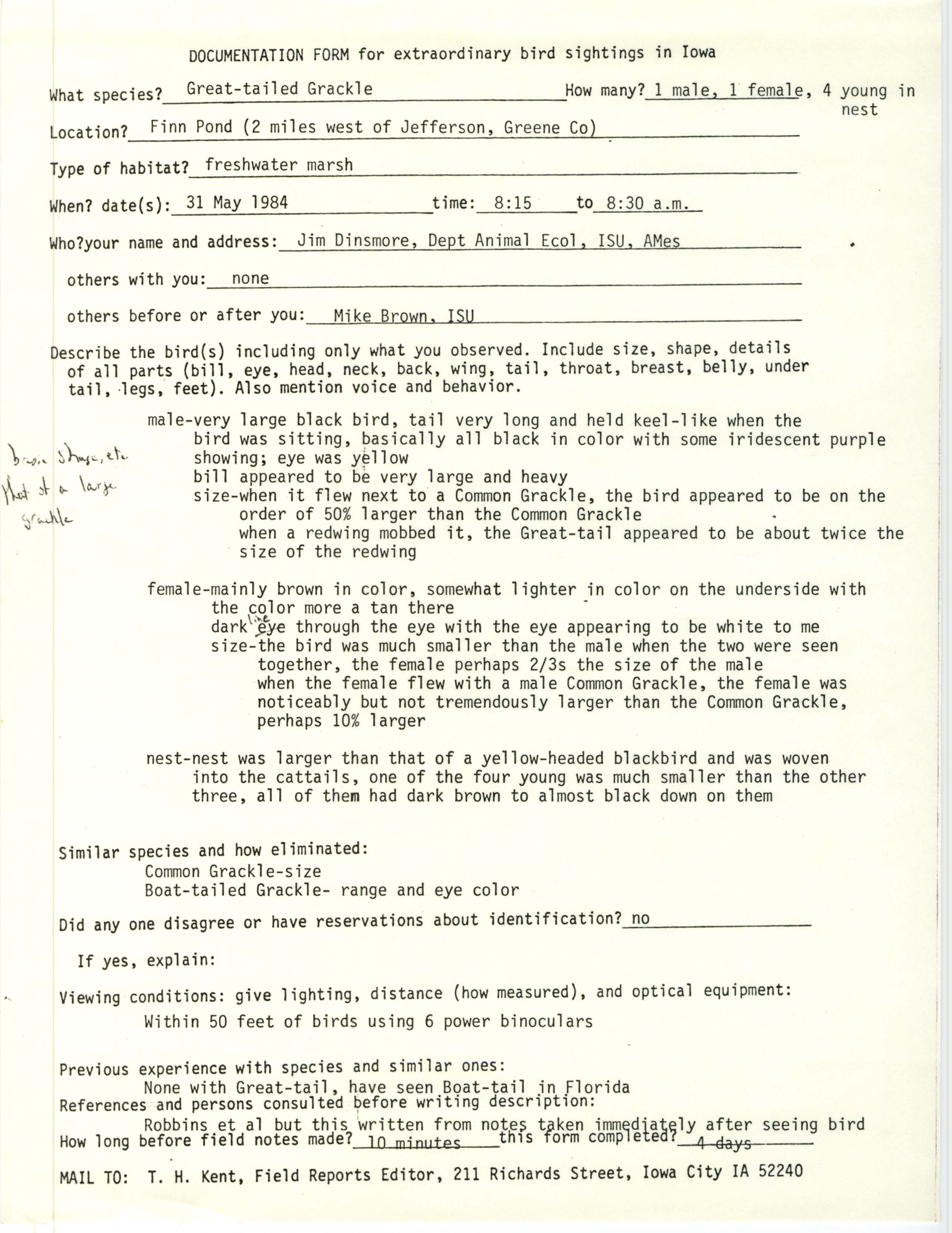 Rare bird documentation form for Great-tailed Grackle at Finn Pond in Greene County, 1984