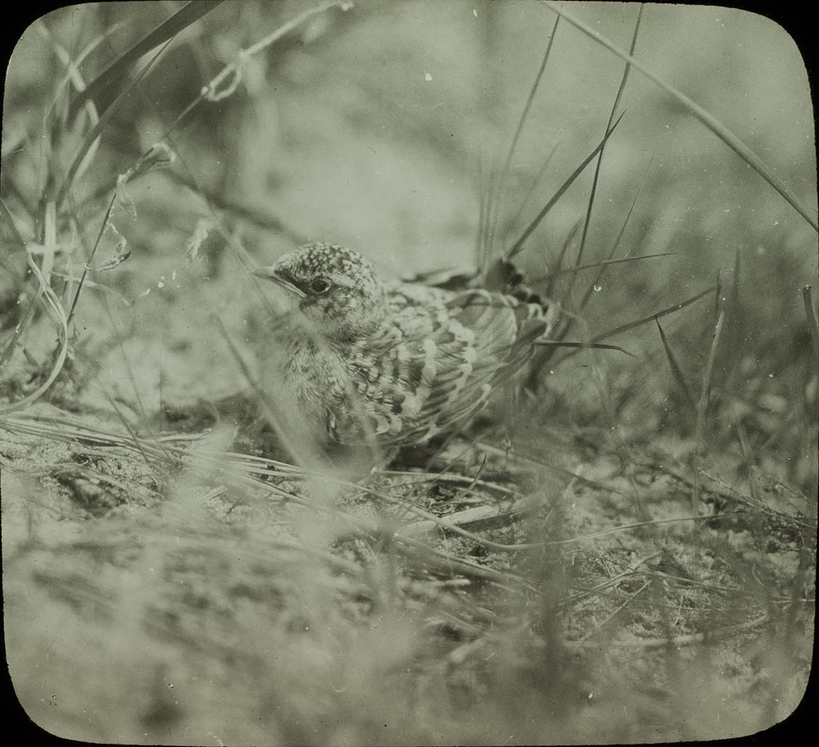 Lantern slide and photograph of a young Prairie Horned Lark