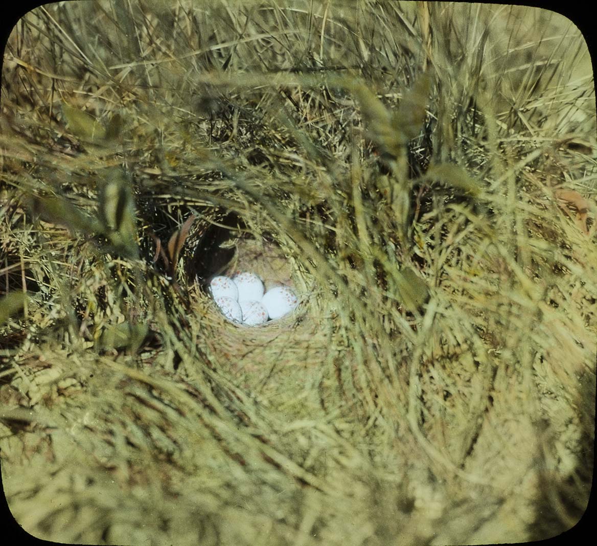 Lantern slide of eggs in a Swamp Sparrow nest
