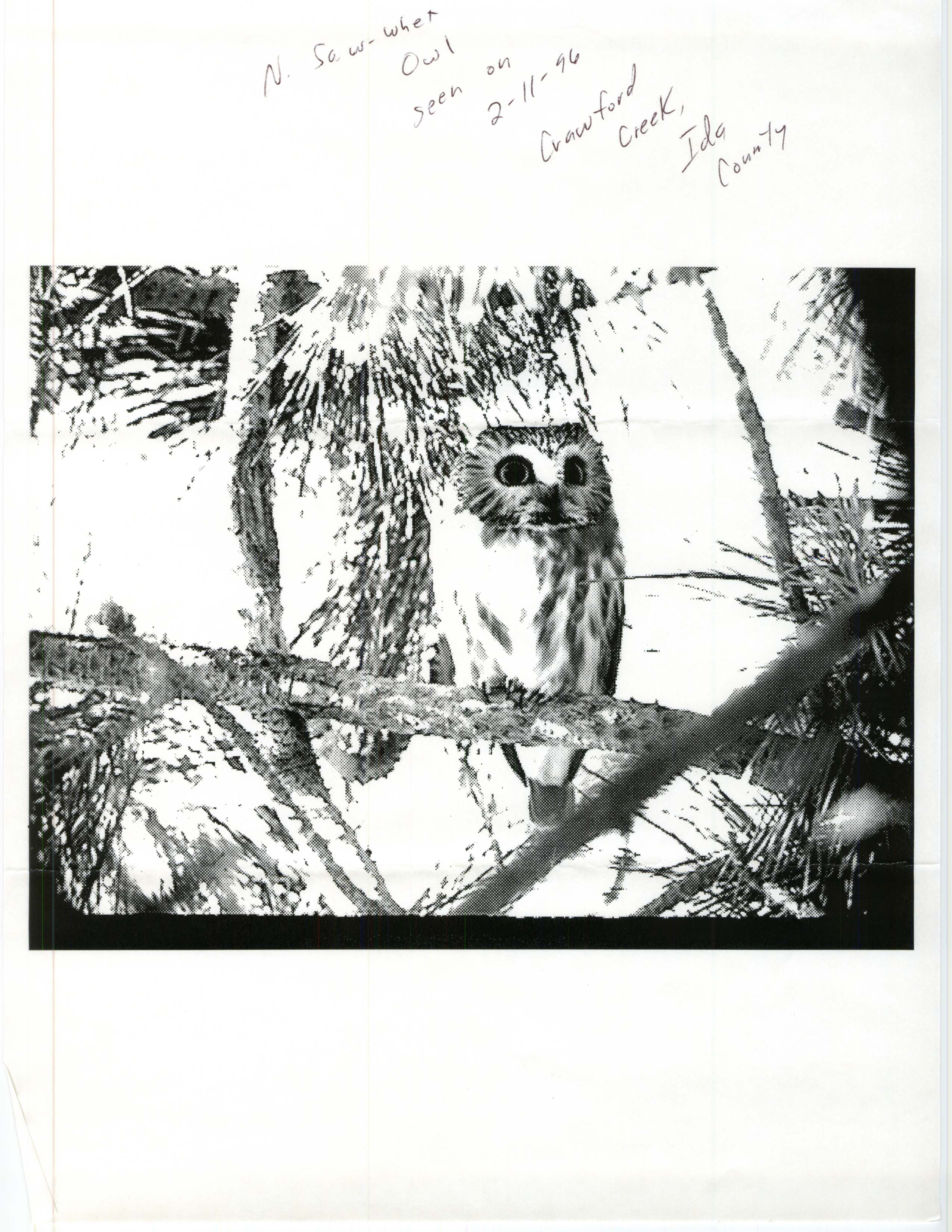 Photograph of Northern Saw-whet Owl, 1996