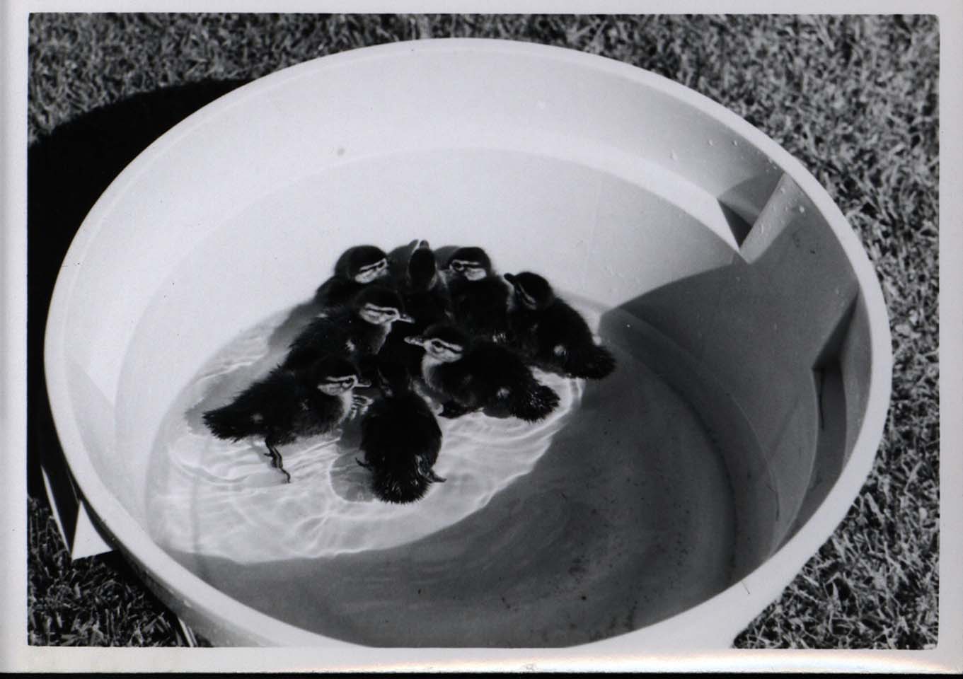 Photograph of Wood Duck ducklings swimming in a bucket