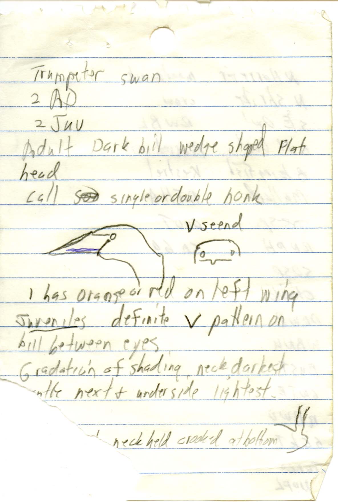 Rare bird documentation form for Trumpeter Swan at Boyer Chute National Wildlife Refuge, 1999