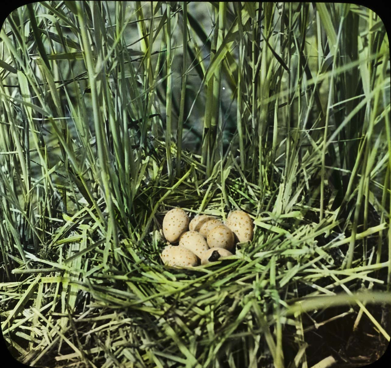 Lantern slide and photograph of eggs in a Coot nest