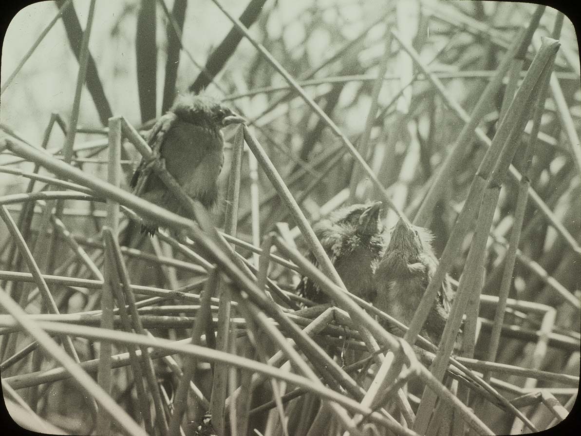 Lantern slide and photograph of three young Yellow-headed Blackbirds perching on cattails