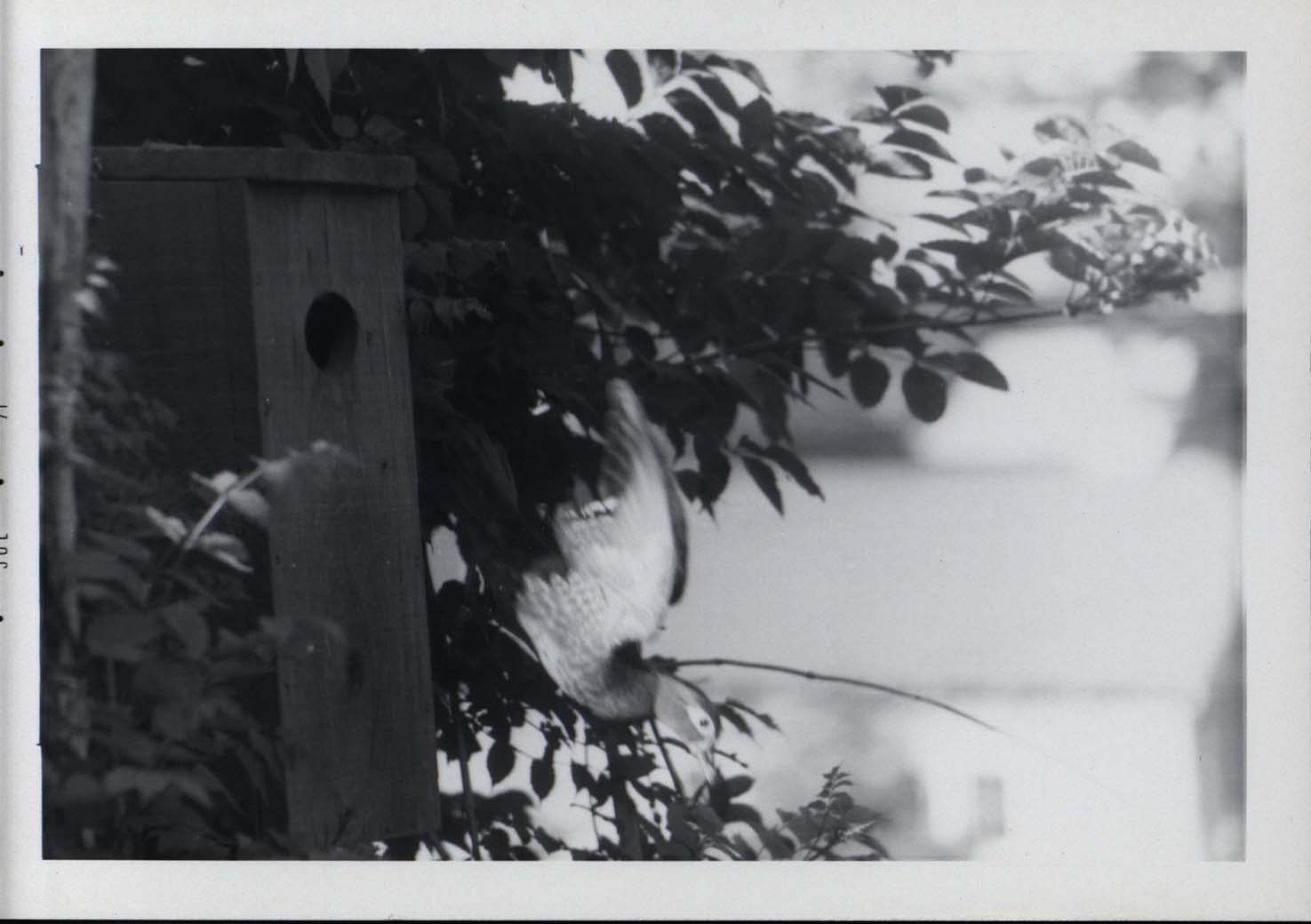 Photograph of a mother Wood Duck diving from a duck house