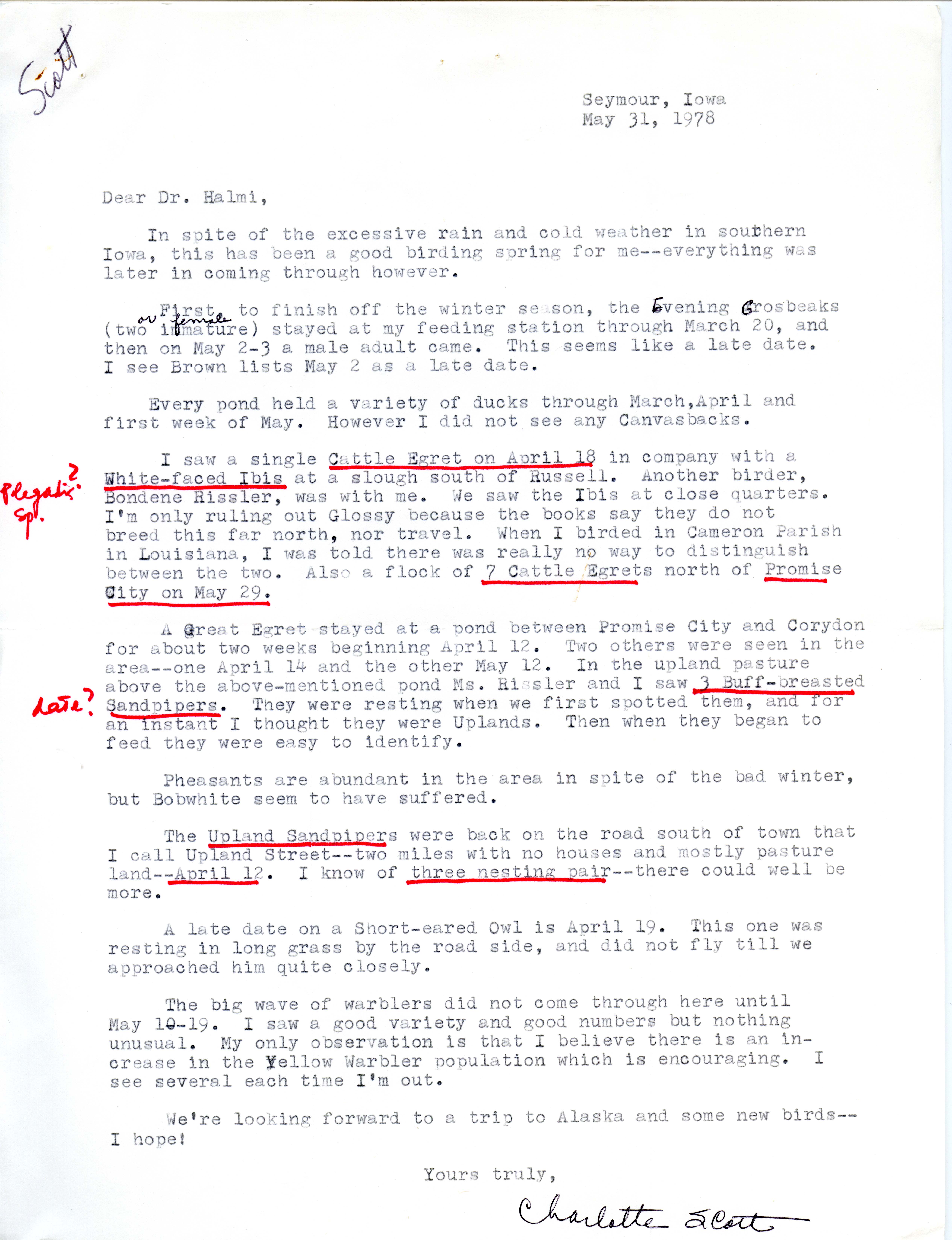 Charlotte Scott letter to Nicholas S. Halmi regarding bird sightings, May 31, 1978