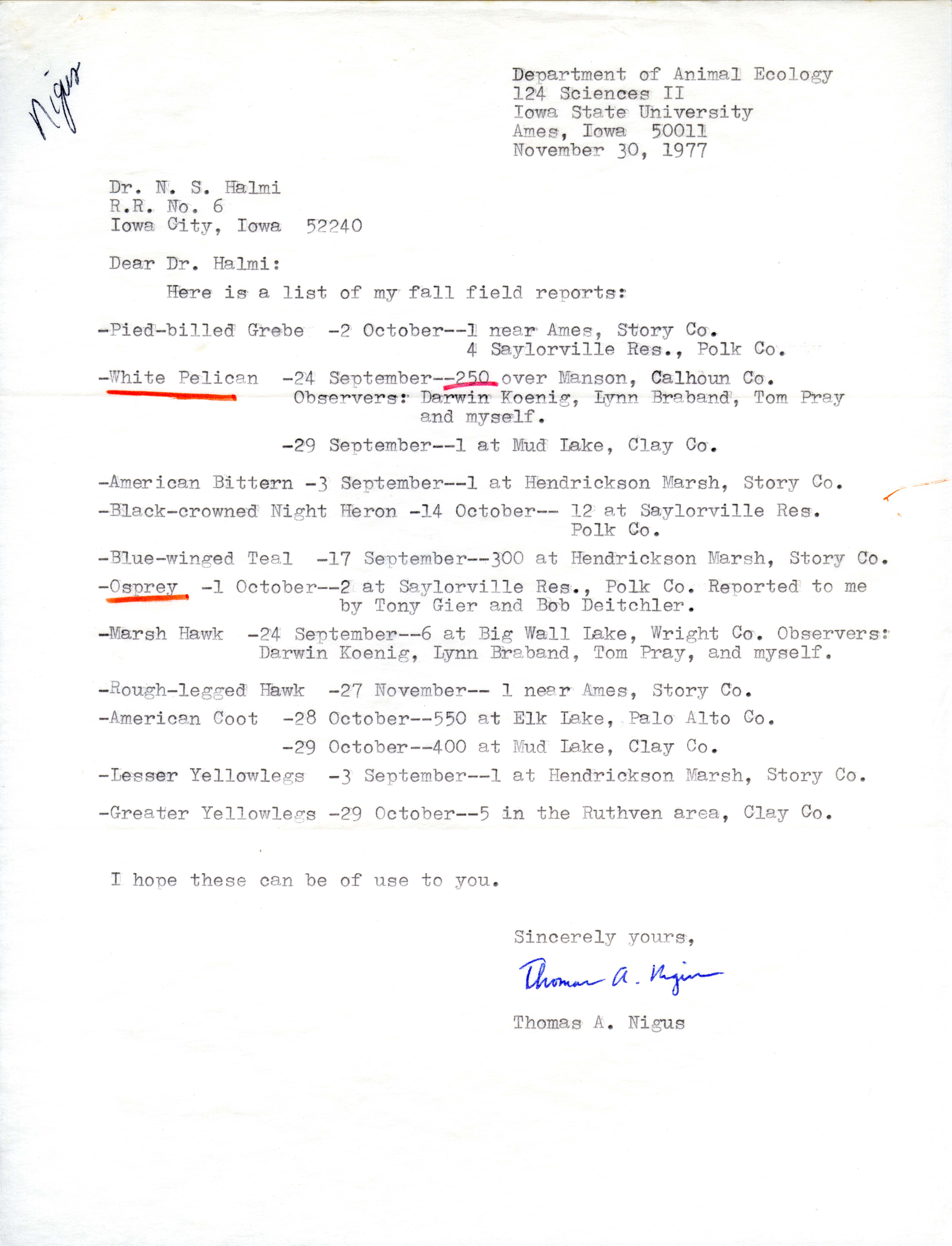 Tom Nigus letter to Nicholas S. Halmi regarding bird sightings, November 30, 1977