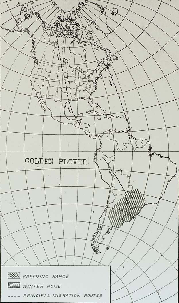 Lantern slide of a Golden Plover range map 