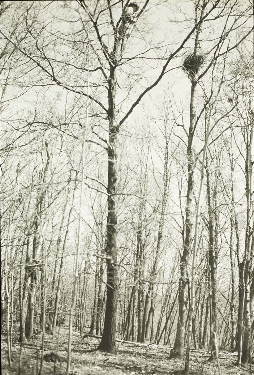 Lantern slide and photograph of Otto D. Braker inspecting a Cooper's Hawk nest