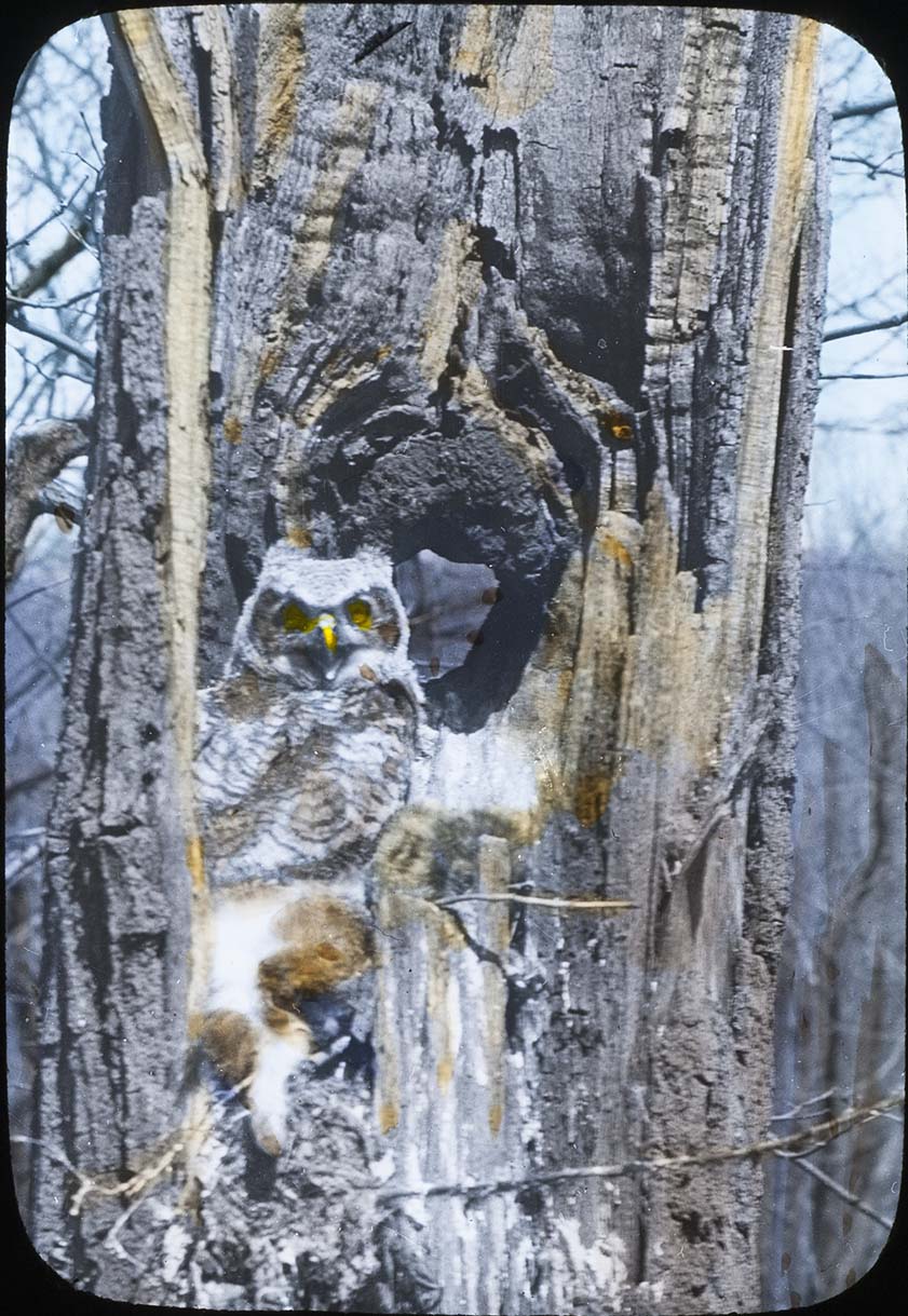 Lantern slide of a young Owl in a nest