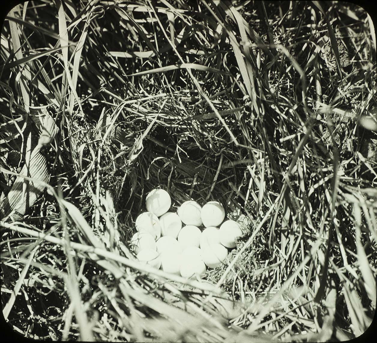 Lantern slide of eggs in a Bobwhite Quail nest