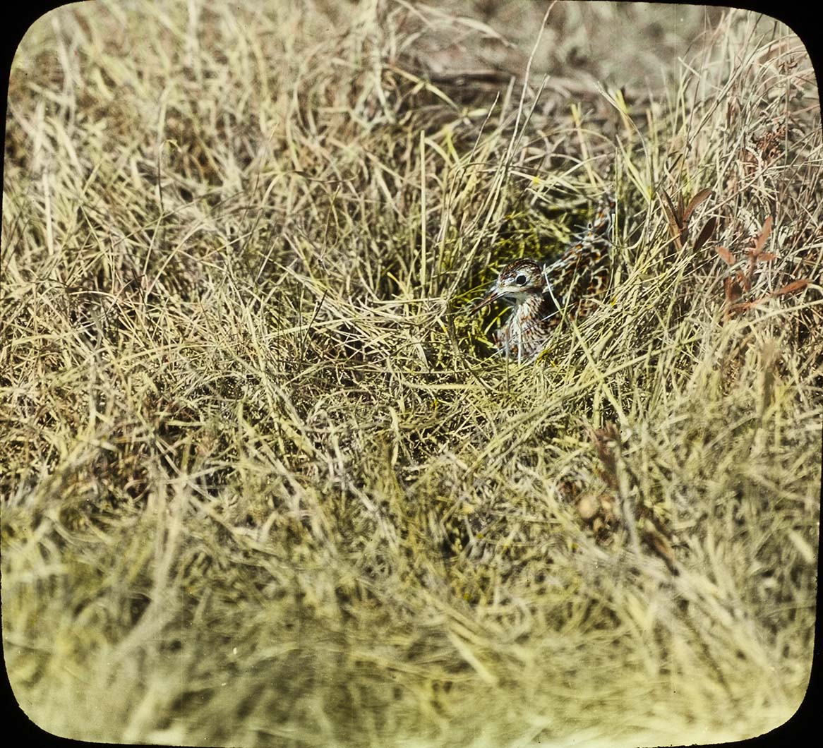 Lantern slide of an Upland Plover sitting on a nest