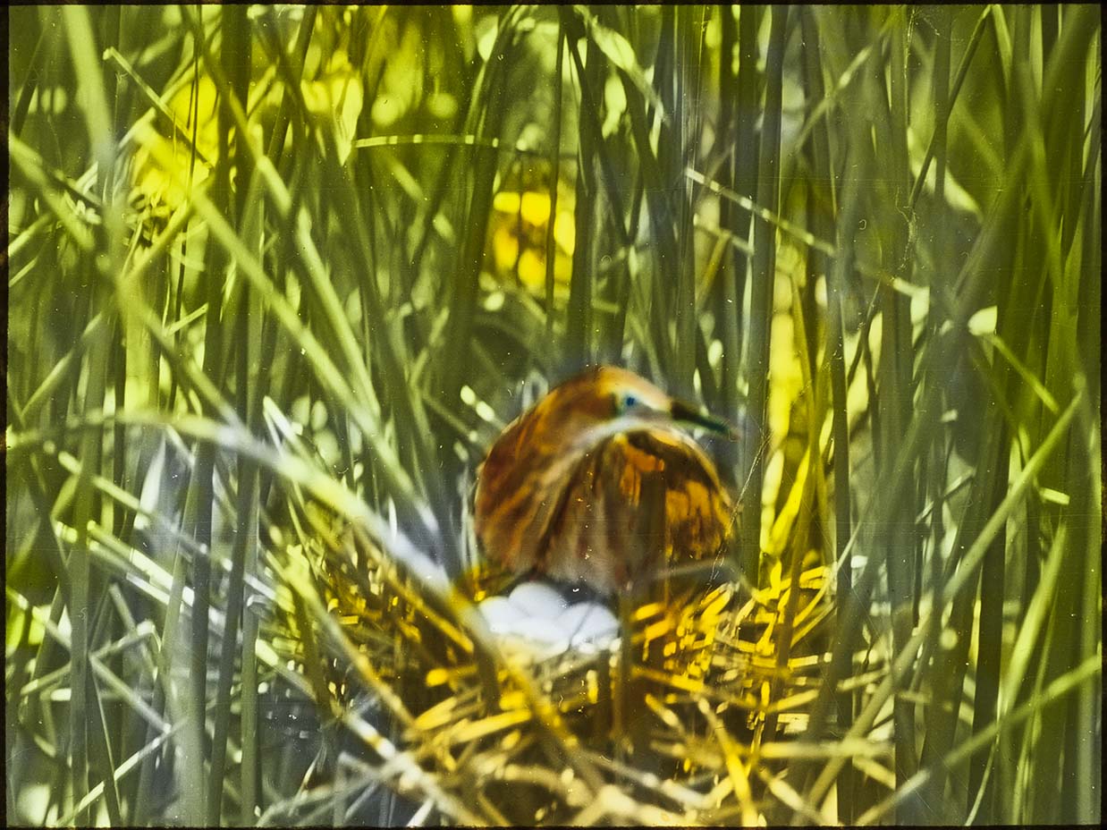 Lantern slide and photograph of a Least Bittern near a nest