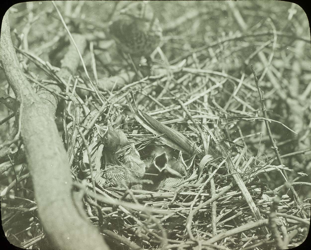 Lantern slide and photograph of four young Brown Thrashers in a nest