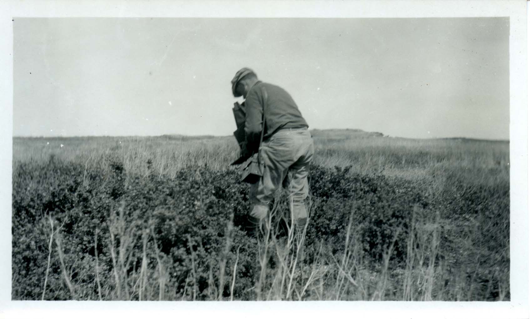Photograph of Walter W. Bennett photographing a Pintail Duck nest