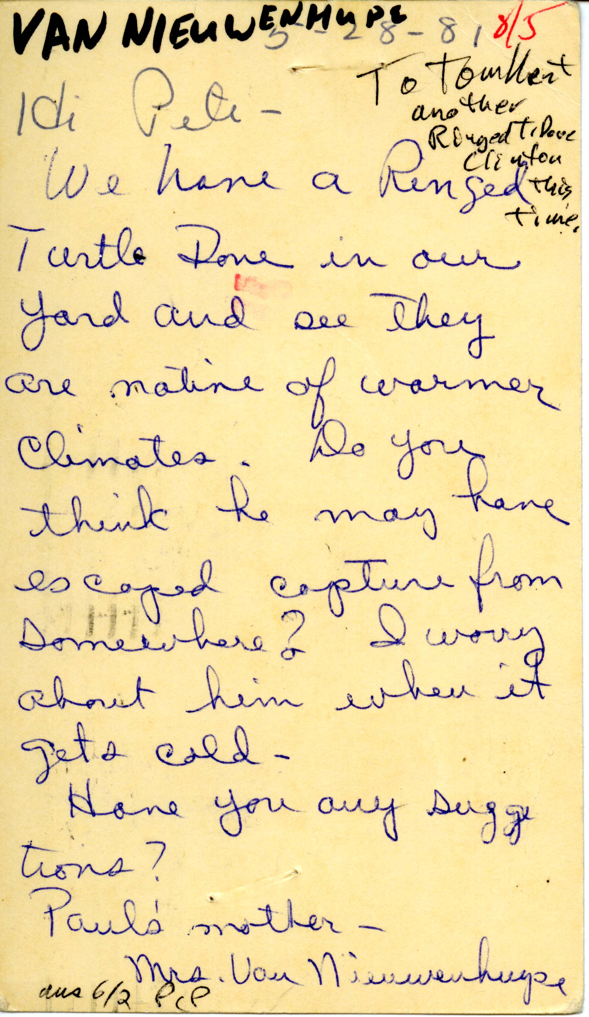Irene Van Nieuwenhuyse letter to Peter C. Petersen regarding a Ringed Turtle-Dove sighting, May 28, 1981