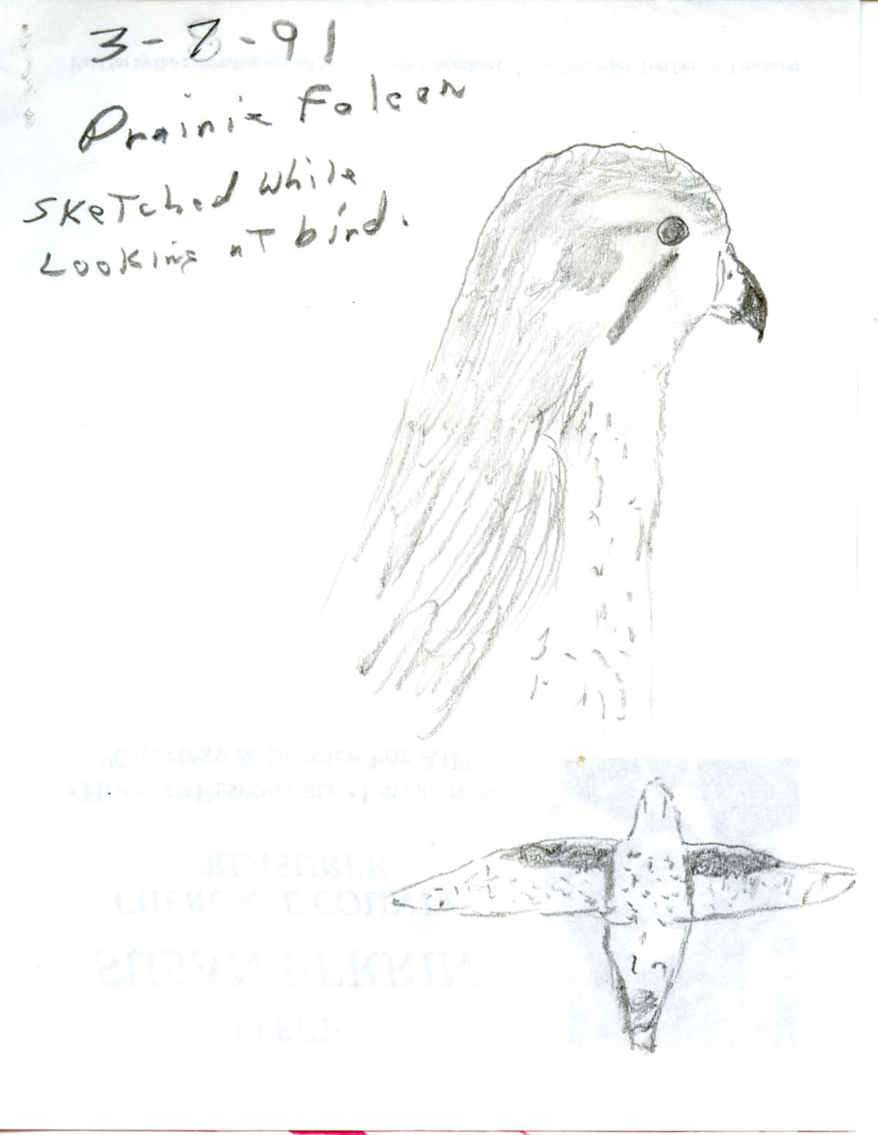 Rare bird sighting for Prairie Falcon in Iowa, 1991