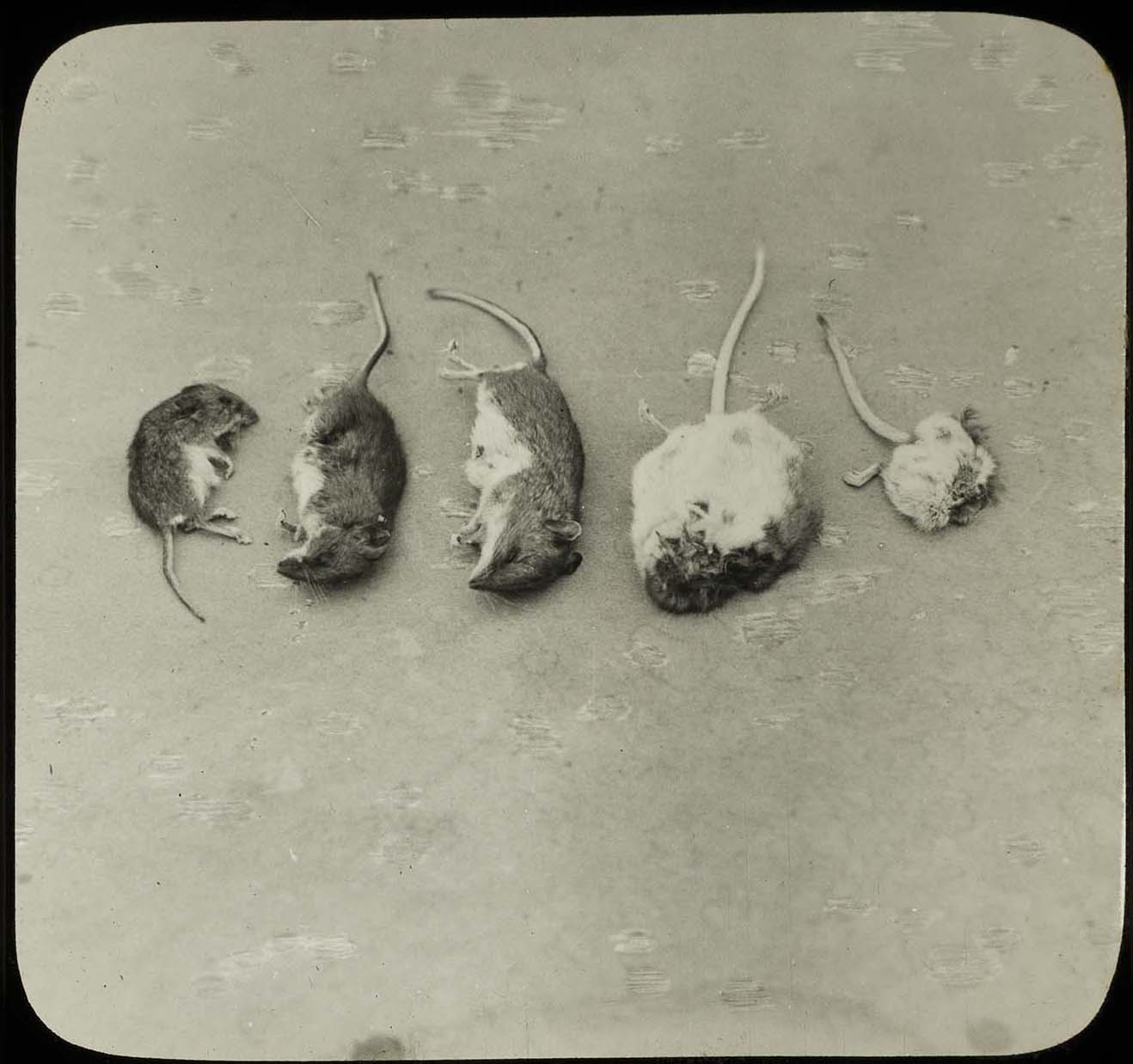 Lantern slide and photograph of mice found in Screech Owl nest