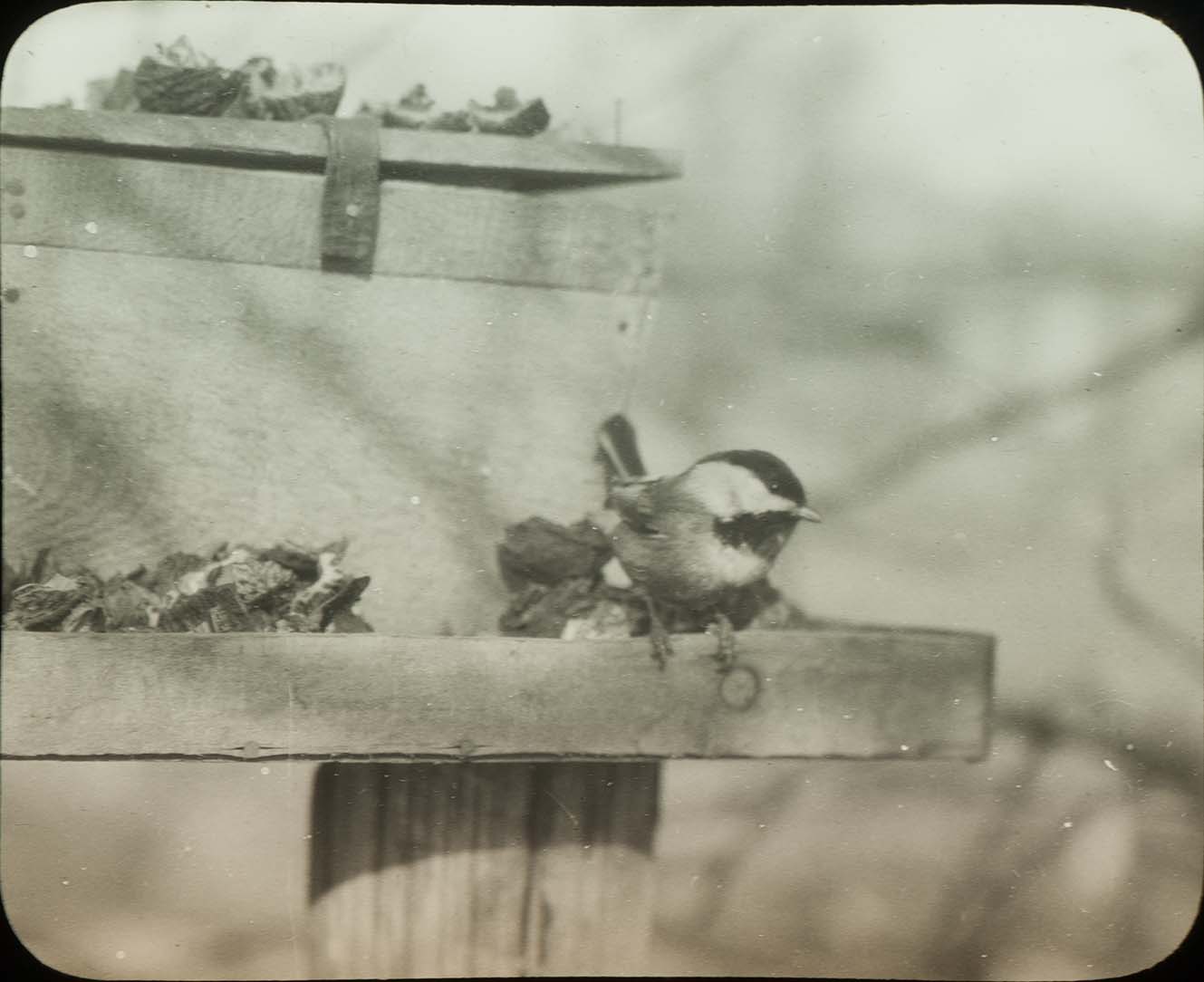 Lantern slide and photograph of a Chickadee at a bird feeder