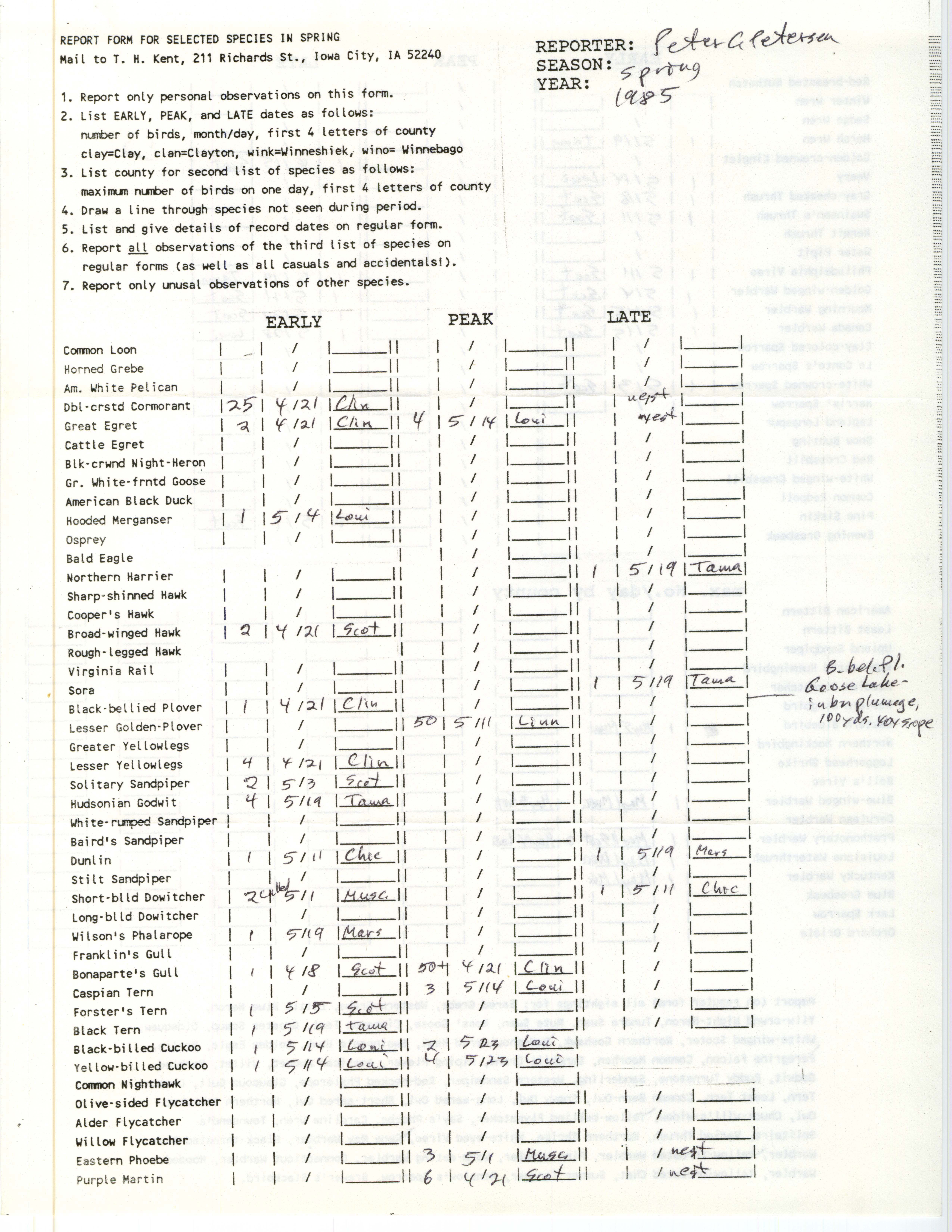 Report form for selected species in spring, contributed by Peter C. Petersen, spring 1985