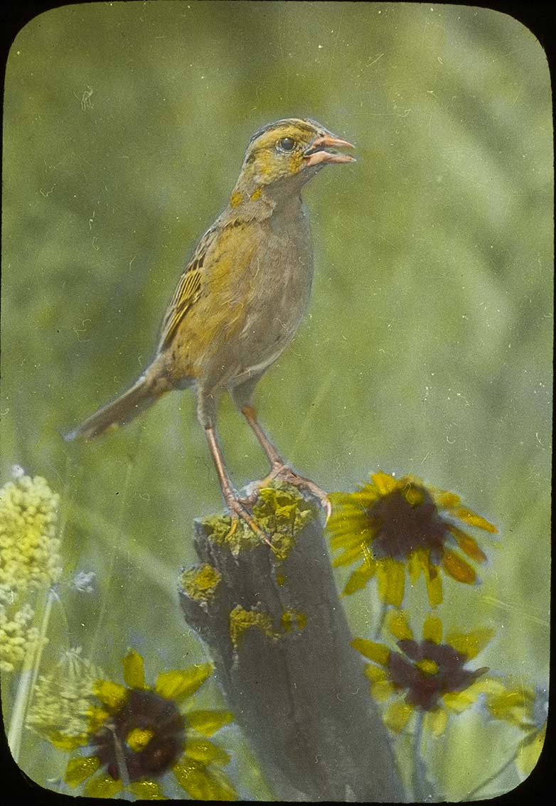 Lantern slide and photograph of a female Bobolink perching on a stump