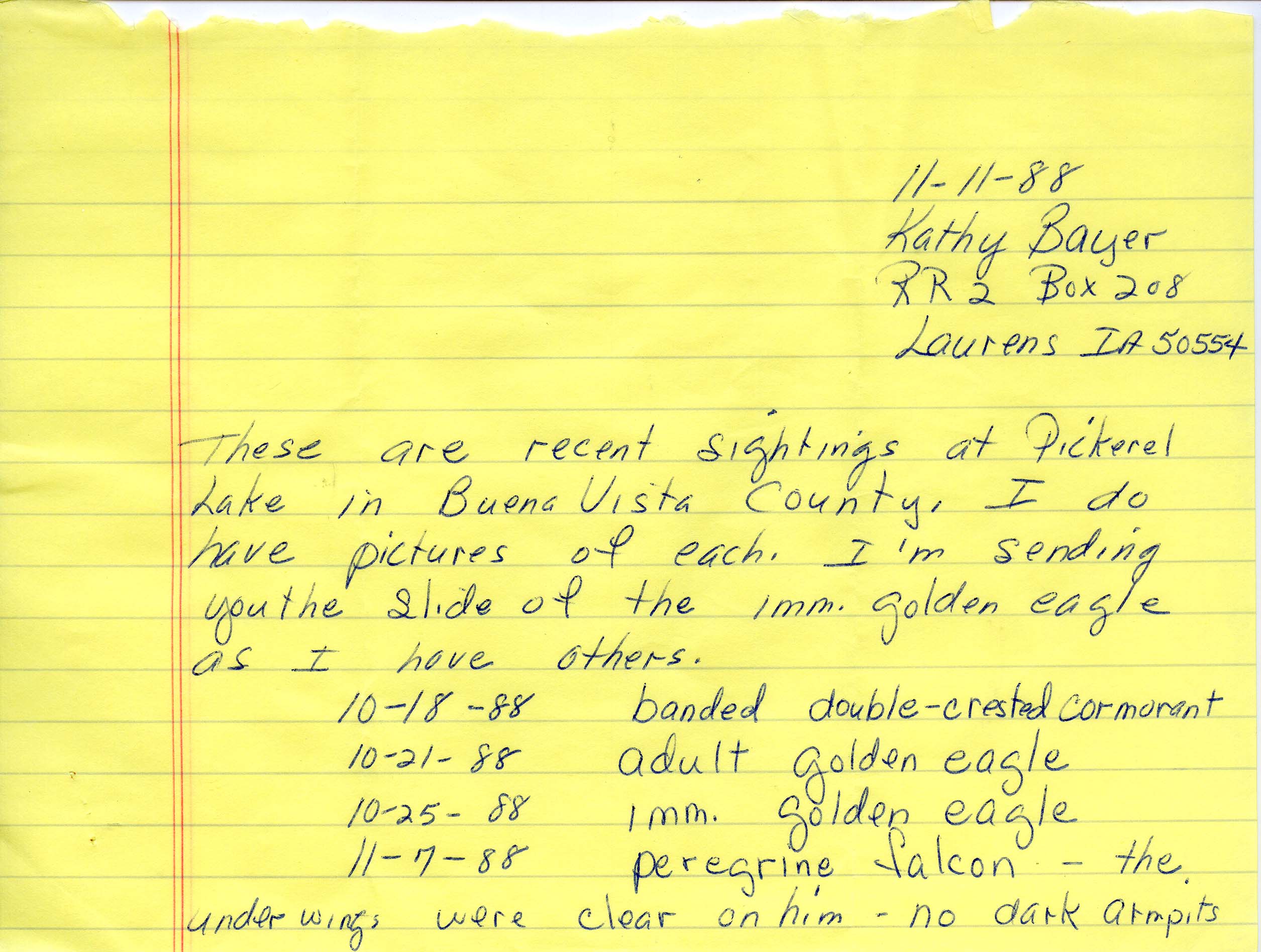 Field notes contributed by Kathy Bayer, November 11, 1988