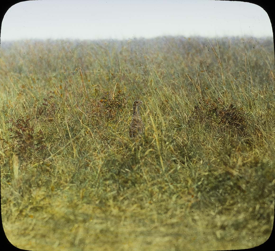 Lantern slide and photograph of a Prairie Chicken in tall grass