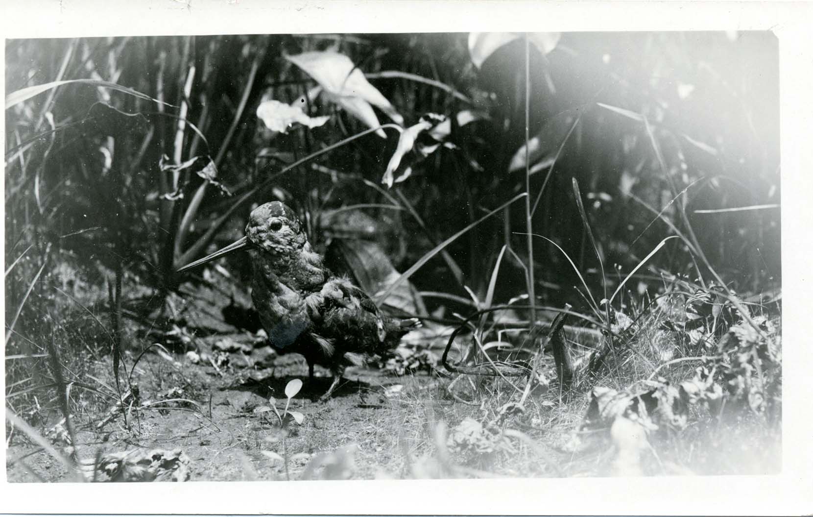 Photograph of a Woodcock mounted specimen